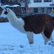 Wandern_Nauders2023_021.JPG